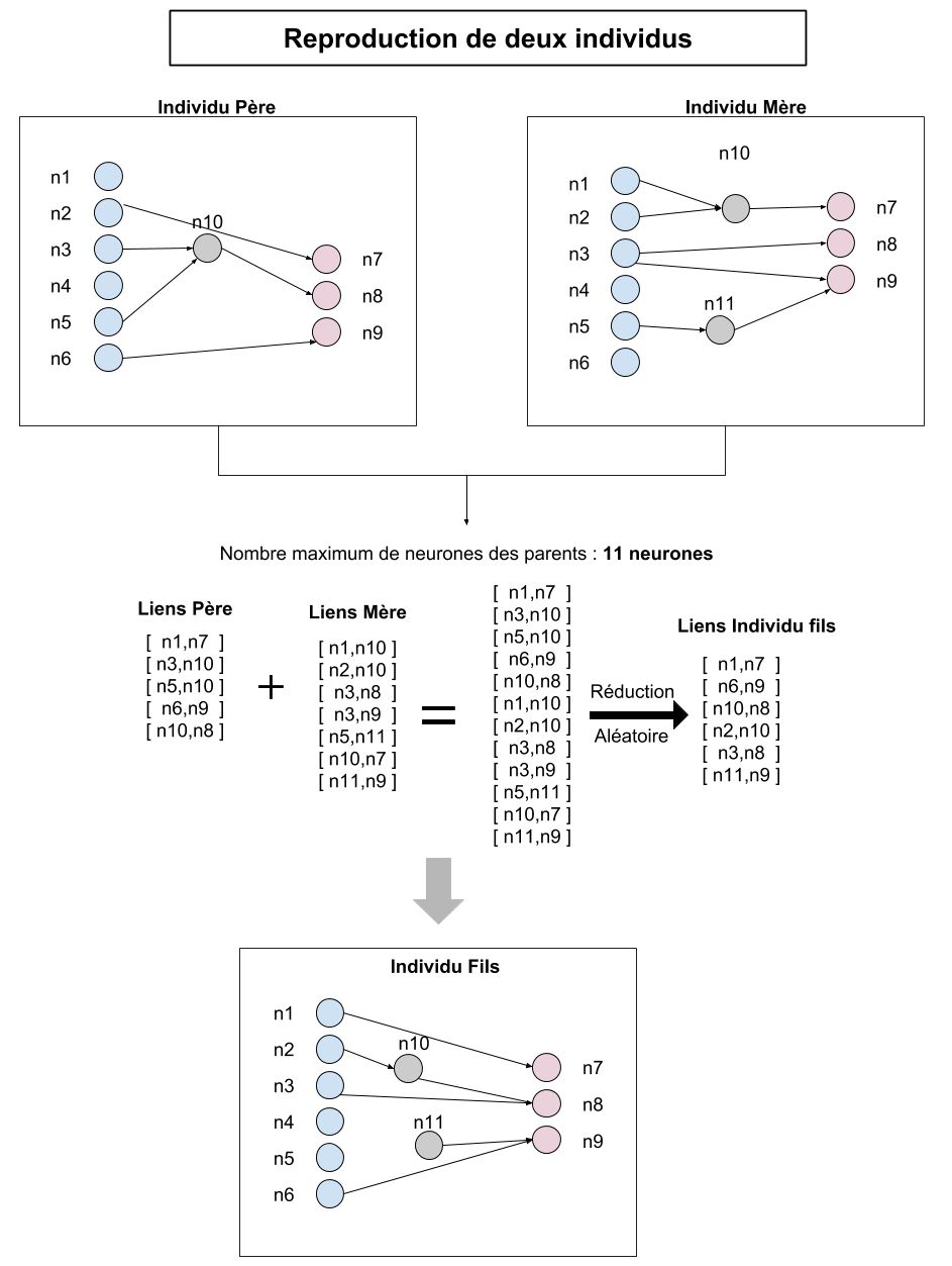 Illustration de la reproduction de deux réseaux de neurones